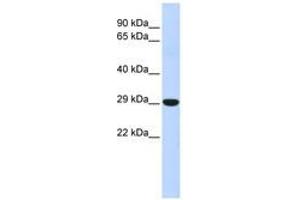 Image no. 1 for anti-Homeobox B8 (HOXB8) (N-Term) antibody (ABIN6740614) (HOXB8 anticorps  (N-Term))