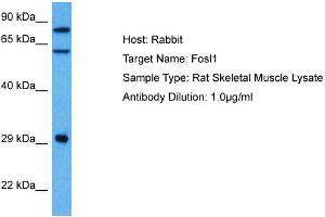 Host: Rat Target Name: FOSL1 Sample Tissue: Rat Skeletal Muscle Antibody Dilution: 1ug/ml