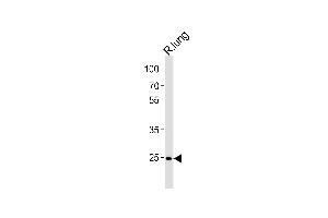 Rat Cdk4 Antibody (C-term) (ABIN1881714 and ABIN2843623) western blot analysis in rat lung tissue lysates (35 μg/lane).
