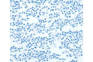 Immunohistochemistry (IHC) image for anti-Neurotrophin 4 (NTF4) antibody (ABIN1873970) (Neurotrophin 4 anticorps)