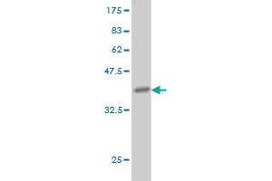 Western Blot detection against Immunogen (36.