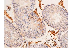 ABIN6267066 at 1/200 staining mouse testicular tissue sections by IHC-P.