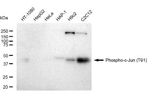 Western blotting analysis using Phospho-c-Jun (T91) antibody (ABIN7799146). (Recombinant C-JUN anticorps  (pThr91))