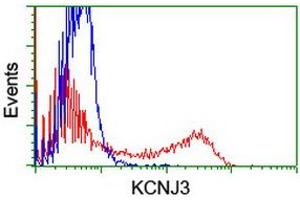 HEK293T cells transfected with either RC205322 overexpress plasmid (Red) or empty vector control plasmid (Blue) were immunostained by anti-KCNJ3 antibody (ABIN2455489), and then analyzed by flow cytometry. (KCNJ3 anticorps  (AA 279-501))