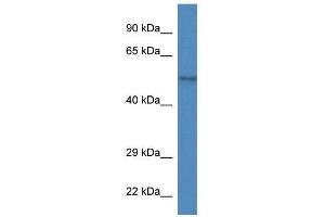 Western Blot showing Zfp161 antibody used at a concentration of 1. (ZBTB14/ZFP161 anticorps  (Middle Region))