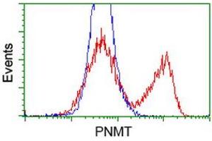 HEK293T cells transfected with either RC206586 overexpress plasmid (Red) or empty vector control plasmid (Blue) were immunostained by anti-PNMT antibody (ABIN2454517), and then analyzed by flow cytometry. (PNMT anticorps)