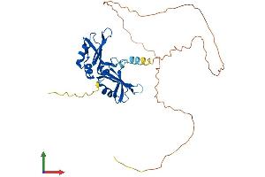 AlphaFold protein structure predicition of Human Recombinant HNRNPA2B1 Protein, UniprotID P22626
