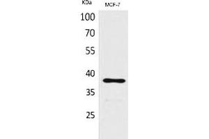 Western Blot analysis of MCF-7 cells using TPO Polyclonal Antibody. (TPO (Internal Region) anticorps)