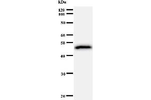 Western Blotting (WB) image for anti-General Transcription Factor II I Repeat Domain-Containing 1 (GTF2IRD1) antibody (ABIN930918) (GTF2IRD1 anticorps)