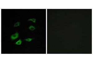Immunofluorescence (IF) image for anti-Anaphase Promoting Complex Subunit 1 (ANAPC1) (Internal Region) antibody (ABIN1850403) (APC1 anticorps  (Internal Region))