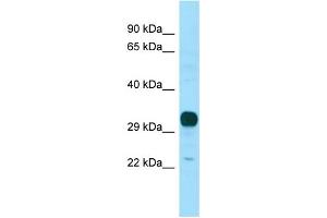 WB Suggested Anti-NPBWR1 Antibody Titration: 1.