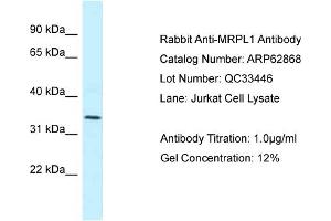 Western Blotting (WB) image for anti-Mitochondrial Ribosomal Protein L1 (MRPL1) (N-Term) antibody (ABIN2789275)