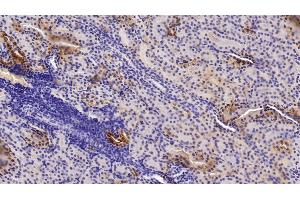 Detection of IGF1 in Porcine Kidney Tissue using Polyclonal Antibody to Insulin Like Growth Factor 1 (IGF1) (IGF1 anticorps  (AA 49-118))