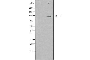 Western blot analysis of extracts of PC12 lysate using KDM1A antibody. (LSD1 anticorps  (Internal Region))