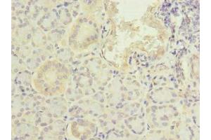 Immunohistochemistry of paraffin-embedded human pancreatic tissue using ABIN7164210 at dilution of 1:100 (PFDN2 anticorps  (AA 1-154))