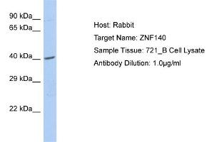 Host: Rabbit Target Name: ZNF140 Sample Type: 721_B Whole cell lysates Antibody Dilution: 1. (ZNF140 anticorps  (C-Term))