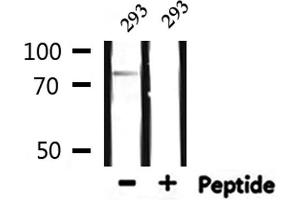 Western blot analysis of extracts from 293, using MYST2 Antibody.