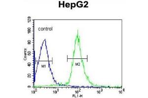AHSG Antibody (C-term) flow cytometric analysis of HepG2 cells (right histogram) compared to a negative control cell (left histogram). (Fetuin A anticorps  (C-Term))