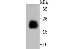 Mouse spleen lysate probed with Histone H4 (2G2) Monoclonal Antibody  at 1:1000 overnight at 4˚C. (Histone H4 anticorps)