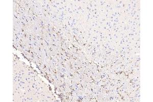 Immunohistochemistry analysis of paraffin-embedded mouse brain using GFAP Polyclonal Antibody at dilution of 1:500. (GFAP anticorps)