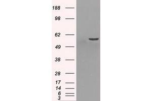 Image no. 7 for anti-Protein Phosphatase 5, Catalytic Subunit (PPP5C) antibody (ABIN1500389)
