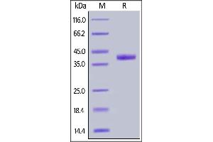 Mouse Nectin-4, His Tag on  under reducing (R) condition. (PVRL4 Protein (AA 31-347) (His tag))