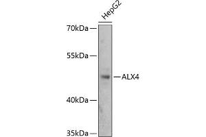 Western blot analysis of extracts of HepG2 cells, using  antibody (ABIN1678645, ABIN1678646, ABIN5664159 and ABIN6219843) at 1:3000 dilution. (ALX4 anticorps  (AA 1-220))
