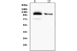 Western blot analysis of CD43 using anti-CD43 antibody (ABIN7601042). (CD43 anticorps  (AA 272-400))