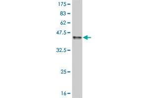 Western Blot detection against Immunogen (37.