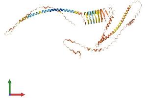 AlphaFold protein structure predicition of Human Recombinant IVL Protein, UniprotID P07476
