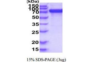 SDS-PAGE (SDS) image for Sialic Acid Binding Ig-Like Lectin 6 (SIGLEC6) (AA 27-347) protein (hIgG-His-tag) (ABIN5854943) (SIGLEC6 Protein (AA 27-347) (hIgG-His-tag))