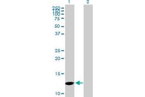 Western Blot analysis of PFN4 expression in transfected 293T cell line by PFN4 MaxPab polyclonal antibody. (Profilin 4 anticorps  (AA 1-129))