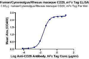 Immobilized Human/Cynomolgus/Rhesus macaque CD28, mFc Tag at 0.