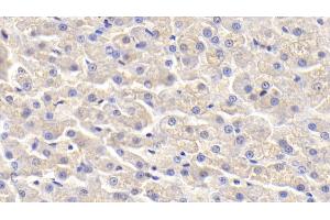 Detection of APOH in Canine Liver Tissue using Polyclonal Antibody to Apolipoprotein H (APOH)