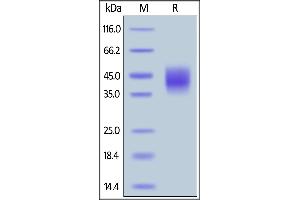 Rhesus macaque SLAMF7, His Tag on  under reducing (R) condition.