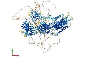 AlphaFold protein structure predicition of Mouse Recombinant Atp10a Protein, UniprotID O54827