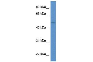 WB Suggested Anti-HNF1B  Antibody Titration: 0. (HNF1B anticorps  (C-Term))