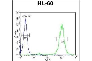 BLM Antibody (C-term) (ABIN651053 and ABIN2840049) flow cytometric analysis of HL-60 cells (right histogram) compared to a negative control cell (left histogram). (BLM anticorps  (C-Term))
