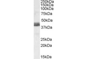 Western Blotting (WB) image for anti-NudE Nuclear Distribution E Homolog (A. Nidulans)-Like 1 (NDEL1) (Internal Region) antibody (ABIN2466771) (NDEL1 anticorps  (Internal Region))