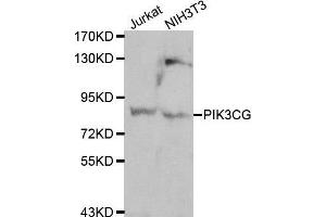 Western blot analysis of Jurkat and Hela cell lines, using PIK3CG antibody. (PIK3 gamma anticorps  (AA 1-310))