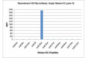 The recombinant H3K18ac antibody specifically reacts to Histone H3 acetylated at Lysine 18 (K18ac).