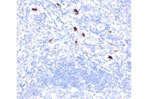 anti-Myeloid Cell Marker antibody