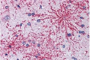 ABIN184629 (5µg/ml) staining of paraffin embedded Human Cortex. (BAIAP2 anticorps  (C-Term))