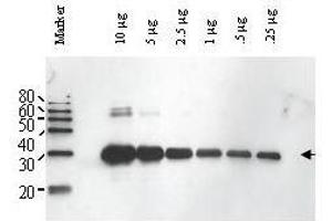 Image no. 1 for anti-ULP1 (ULP1) antibody (ABIN299496) (ULP1 anticorps)