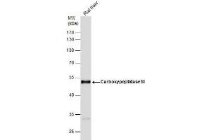 WB Image Carboxypeptidase M antibody [N1C2] detects Carboxypeptidase M protein by western blot analysis. (CPM anticorps)