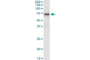 HEXA monoclonal antibody (M06), clone 3D1. (Hexosaminidase A anticorps  (AA 1-529))