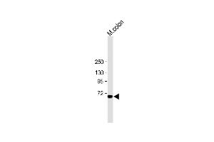 All lanes : Anti-ESRP1 Antibody (N-term) at 1:1000 dilution Lane 1: mouse colon tissue lysate Lysates/proteins at 20 μg per lane. (ESRP1 anticorps  (AA 182-211))