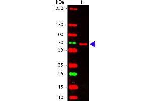 HA Epitope Tag Antibody 649 Conjugated - Western Blot Western Blot of 649 conjugated Rabbit anti-HA antibody.