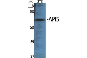Western Blot (WB) analysis of specific cells using API5 Polyclonal Antibody. (Apoptosis Inhibitor 5 anticorps  (C-Term))