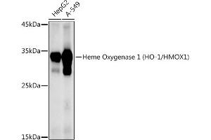 Western blot analysis of extracts of various cell lines, using Heme Oxygenase 1 (HO-1/HMOX1) antibody (ABIN6131781, ABIN6141881, ABIN6141883 and ABIN6215065) at 1:1000 dilution. (HMOX1 anticorps  (AA 1-288))